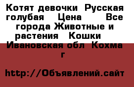Котят девочки “Русская голубая“ › Цена ­ 0 - Все города Животные и растения » Кошки   . Ивановская обл.,Кохма г.
